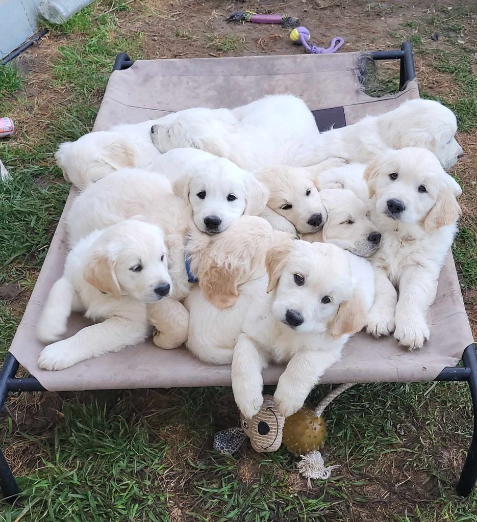 chiot Golden Retriever Des Truffes Dorées D'Ankamy